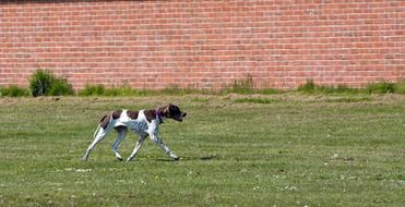 English Pointer Dog