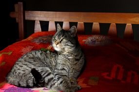 cat on the bed with a red blanket