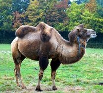 camel with two humps