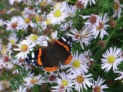 Admiral butterfly on a flowering bush close-up