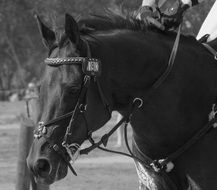beautiful and cute Horse Eventing
