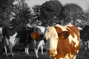 red cow in a herd of cows
