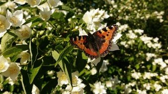 Butterfly sitting on a White Flower