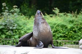 sea lion at the zoo