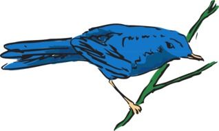 BlueBird on the drawing branch