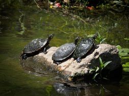 turtles on stone in water