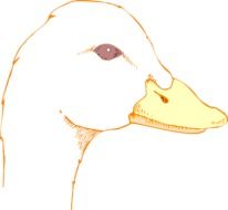 Head of the duck clipart