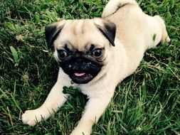 beautiful and cute Puppy Pug