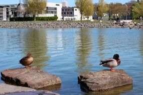 duck pair standing on the stones