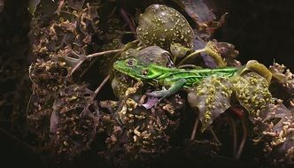 Wild Iguana in nature