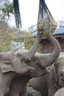 Elephants eating Hay in Zoo