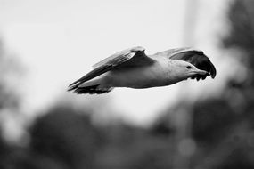 flying seagull in black and white