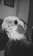 black white portrait of a parrot on a blurred background