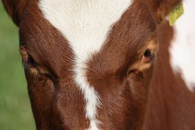 brown cow head closeup