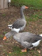 gray geese on the farm