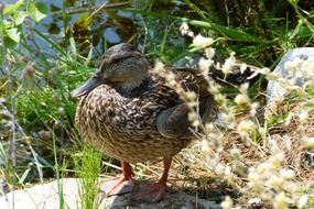 beautiful and cute Duck Waterfowl Bird