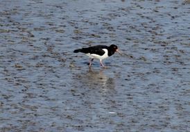 black white bird walking on water