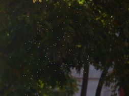mosquitoes in the air
