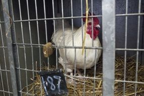 white chicken in a cage on a farm