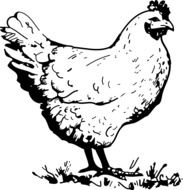 farm Chicken drawing