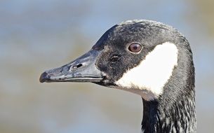 attractive Canada Goose