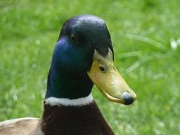 portrait of a beautiful bright duck bird