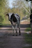 Cattle on road in Countryside