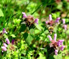 honey bees on wildflowers