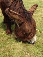 donkey on a farm in the Netherlands