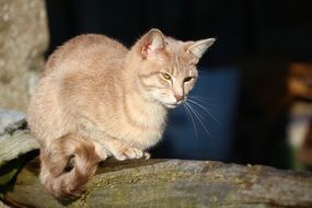 domestic cat sitting on the old tree trunk