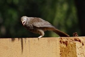 Beautiful White-Headed Babbler on the fence with blurred background with the plants