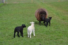 sheep with three lambs in a green pasture