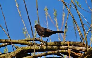 blackbird in spring