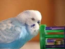 beautiful and cute Budgie Bird