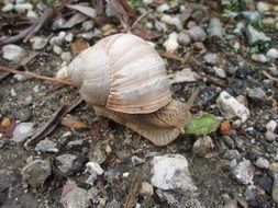 beige snail is crawling on a country road