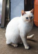 White biritiba cat