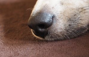 nose of a white dog close-up