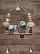 gray parrots sitting on a swing in a cage
