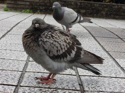 Grey city pigeons