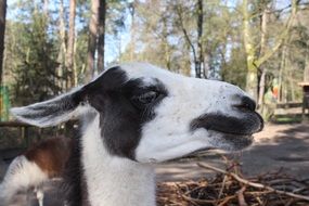 alpaca in peru