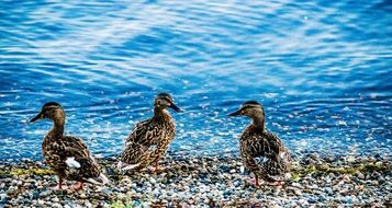Ducks in Lake