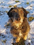 mestizo dachshunds and terrier in the snow