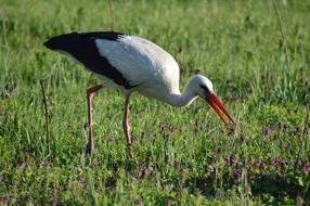 wonderful White Stork on a meadow