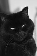 black cat with blue eyes