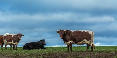 large farm cows on pasture