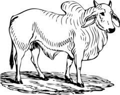 Ä°llustration of Brahman bull