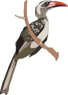 Bird Hornbill Grey drawing