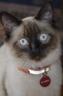 siamese Cat in collar looking up