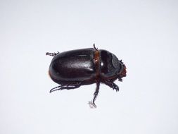 beetle on white