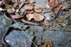 slow worm among autumn foliage